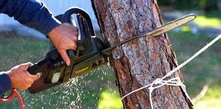 Best Tree Maintenance Programs  in Richwood, LA