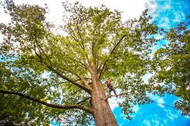 Best Storm Damage Tree Cleanup  in Richwood, LA