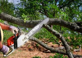 Best Storm Damage Tree Cleanup  in Richwood, LA